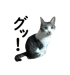続 ねこが言う（個別スタンプ：34）