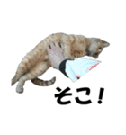 続 ねこが言う（個別スタンプ：35）