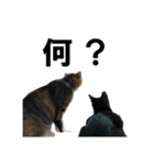 続 ねこが言う（個別スタンプ：36）