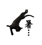 続 ねこが言う（個別スタンプ：37）