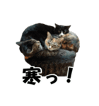 続 ねこが言う（個別スタンプ：38）