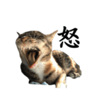 続 ねこが言う（個別スタンプ：39）