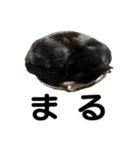 続 ねこが言う（個別スタンプ：40）