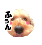 うちのわんこシリーズ（個別スタンプ：3）