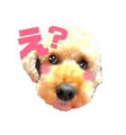 うちのわんこシリーズ（個別スタンプ：4）