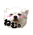 うちのわんこシリーズ（個別スタンプ：5）