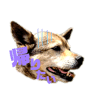 うちのわんこシリーズ（個別スタンプ：8）