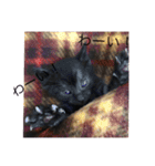 黒猫めめたん ver1（個別スタンプ：3）