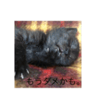 黒猫めめたん ver1（個別スタンプ：4）