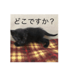 黒猫めめたん ver1（個別スタンプ：5）