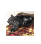 黒猫めめたん ver1（個別スタンプ：7）
