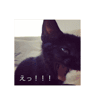 黒猫めめたん ver1（個別スタンプ：10）
