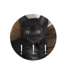 黒猫めめたん ver1（個別スタンプ：12）