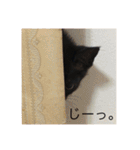 黒猫めめたん ver1（個別スタンプ：13）