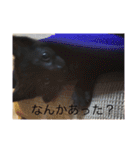 黒猫めめたん ver1（個別スタンプ：14）