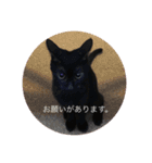 黒猫めめたん ver1（個別スタンプ：16）