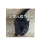 黒猫めめたん ver1（個別スタンプ：17）