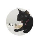 黒猫めめたん ver1（個別スタンプ：21）