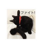 黒猫めめたん ver1（個別スタンプ：22）