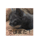 黒猫めめたん ver1（個別スタンプ：23）