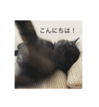 黒猫めめたん ver1（個別スタンプ：24）