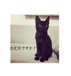 黒猫めめたん ver1（個別スタンプ：28）