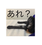 黒猫めめたん ver1（個別スタンプ：30）