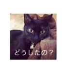 黒猫めめたん ver1（個別スタンプ：31）