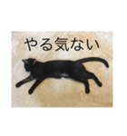 黒猫めめたん ver1（個別スタンプ：32）