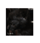 黒猫めめたん ver1（個別スタンプ：34）