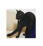 黒猫めめたん ver1（個別スタンプ：35）