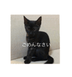 黒猫めめたん ver1（個別スタンプ：36）