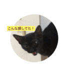 黒猫めめたん ver1（個別スタンプ：38）