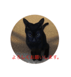 黒猫めめたん ver1（個別スタンプ：39）