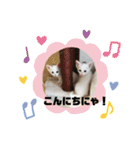 わんにゃん生活（個別スタンプ：1）