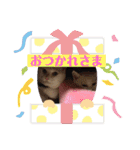 わんにゃん生活（個別スタンプ：4）