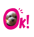 わんにゃん生活（個別スタンプ：10）