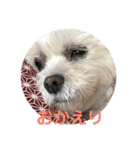 わんにゃん生活（個別スタンプ：11）