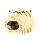 わんにゃん生活（個別スタンプ：13）