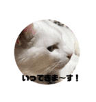 わんにゃん生活（個別スタンプ：15）