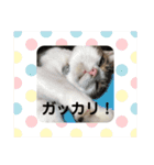 わんにゃん生活（個別スタンプ：16）