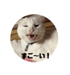 わんにゃん生活（個別スタンプ：18）