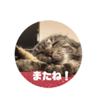 わんにゃん生活（個別スタンプ：20）