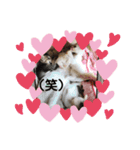 わんにゃん生活（個別スタンプ：21）