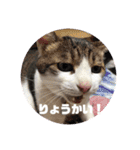 わんにゃん生活（個別スタンプ：23）