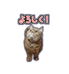 リズラムムックシピのスタンプ（個別スタンプ：8）