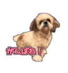 リズラムムックシピのスタンプ（個別スタンプ：10）