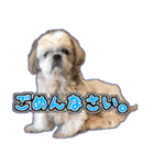 リズラムムックシピのスタンプ（個別スタンプ：11）