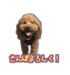 リズラムムックシピのスタンプ（個別スタンプ：13）