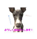 イタグレのコマツナくん vol.1（個別スタンプ：13）